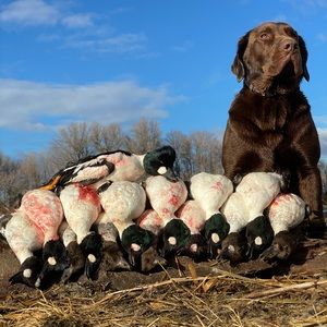 Meet your Posher, Cobby